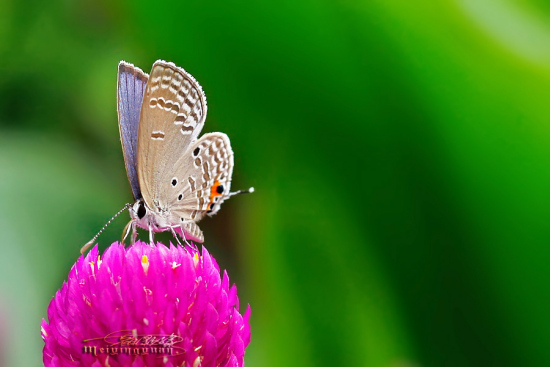 ������Χ-ֲ�ﻨ��