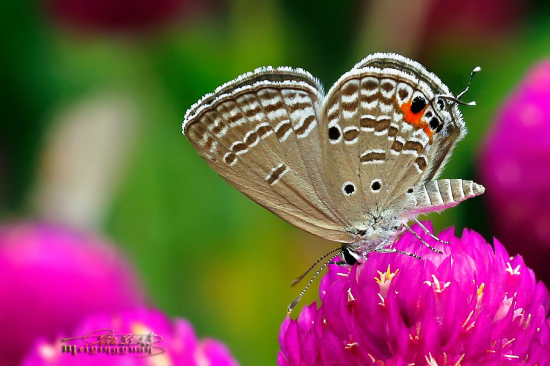 ������Χ-ֲ�ﻨ��