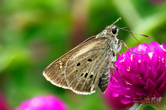 ������Χ-ֲ�ﻨ��