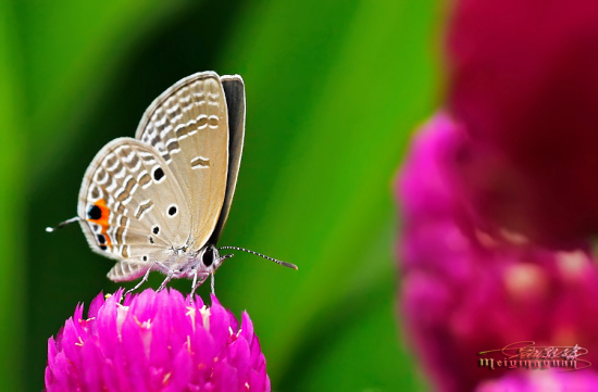 ������Χ-ֲ�ﻨ��