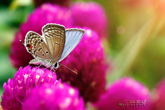 ������Χ-ֲ�ﻨ��