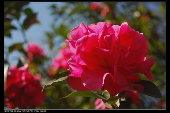 ���ϲ軨һ��-ֲ�ﻨ��