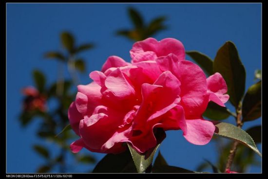 ���ϲ軨һ��-ֲ�ﻨ��