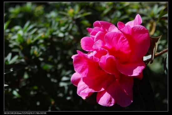 ���ϲ軨һ��-ֲ�ﻨ��