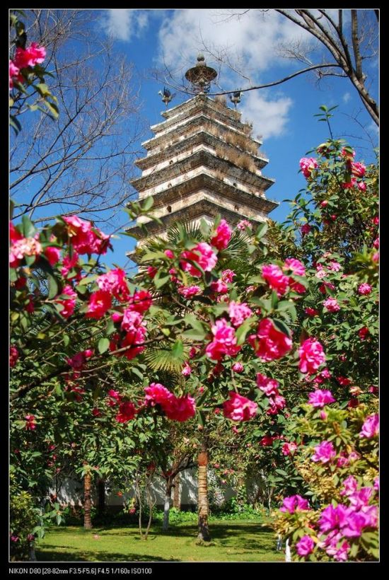 ���ϲ軨һ��-ֲ�ﻨ��