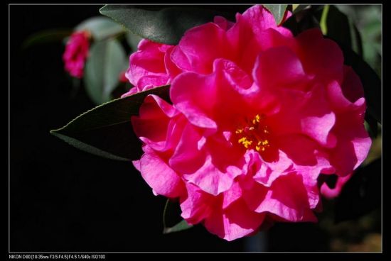 ���ϲ軨һ��-ֲ�ﻨ��