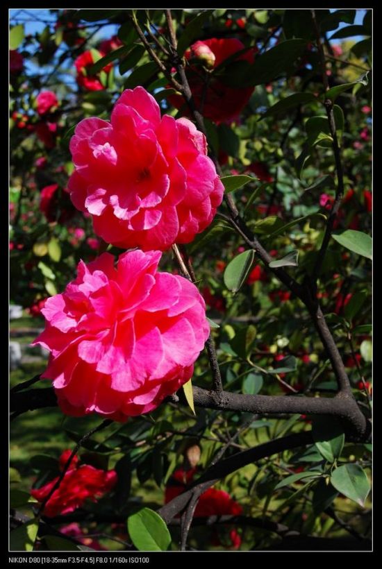 ���ϲ軨һ��-ֲ�ﻨ��