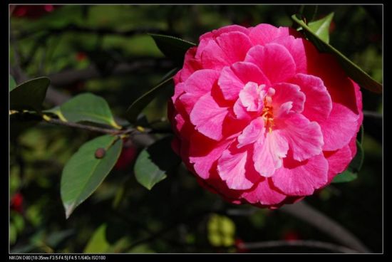 ���ϲ軨һ��-ֲ�ﻨ��