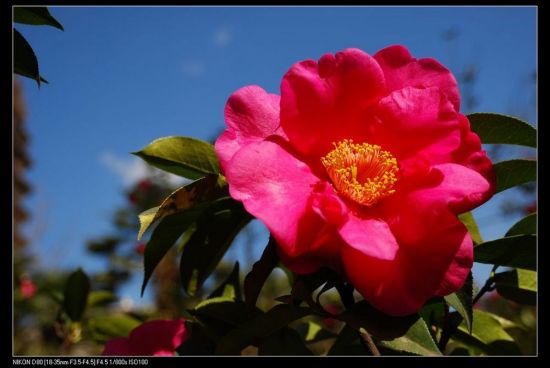 ���ϲ軨һ��-ֲ�ﻨ��