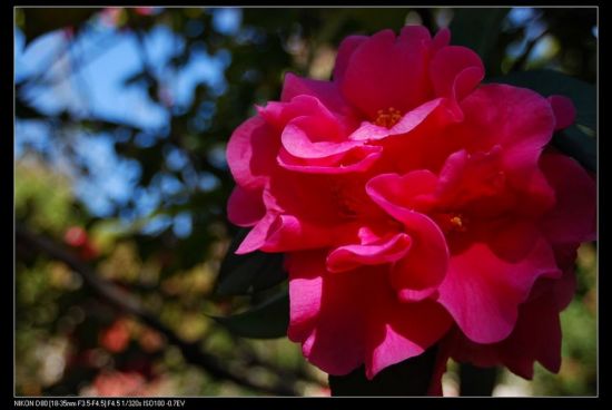 ���ϲ軨һ��-ֲ�ﻨ��