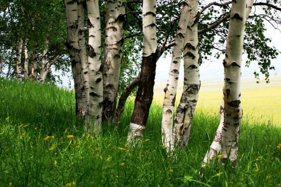 ������ͳ��-����-��������