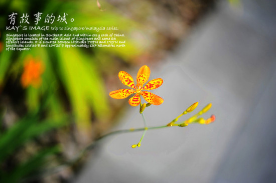 ��������С��-������Ӱ