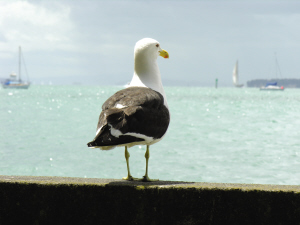 �������羰