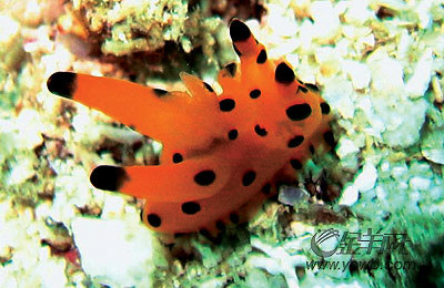 �� ��: 68147 ������
��Ӱ����: ����
�ļ���:kjjddh6a223.jpg����
�ļ���С:K����
�� X ��:260 X 400����
˵��:kjjddh6a223.jpg