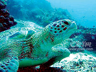 �� ��: 68157 ������
��Ӱ����: ����
�ļ���:kjjddh6a218.jpg����
�ļ���С:K����
�� X ��:300 X 400����
˵��:kjjddh6a218.jpg