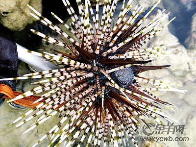 �� ��: 68167 ������
��Ӱ����: ����
�ļ���:kjjddh6a195.jpg����
�ļ���С:K����
�� X ��:300 X 400����
˵��:kjjddh6a195.jpg