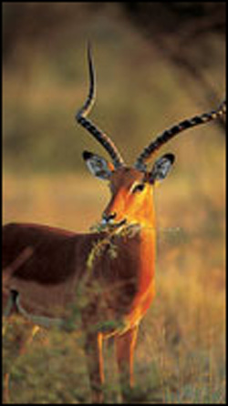 �ɰ�������