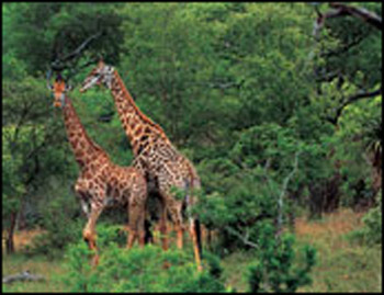 �߸��ӳ���¹